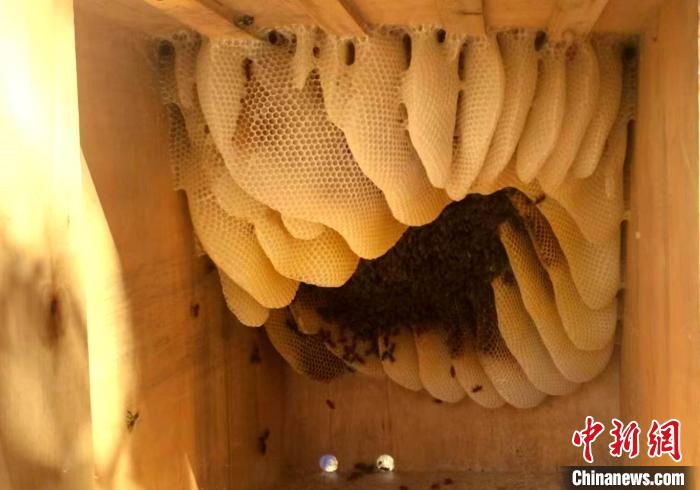 西藏芒康蜂蜜飘香产业旺