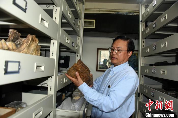 亚洲最大中科院古脊椎所馆藏46万余件化石和人类遗存标本
